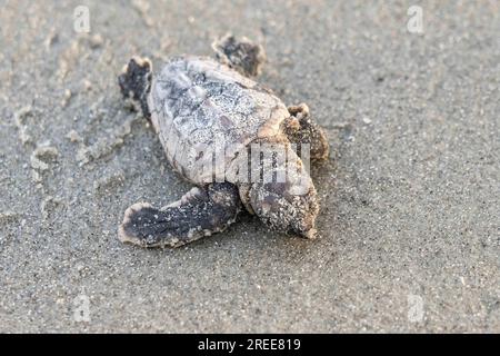 Isle of Palms, Vereinigte Staaten von Amerika. 27. Juli 2023. Eine vom Aussterben bedrohte Meeresschildkröte schlüpft nach dem Schlüpfen am 27. Juli 2023 über den Strand zum Atlantischen Ozean auf der Isle of Palms, South Carolina. Meeresschildkröten schlüpfen Babys aus Nestern, die in Sanddünen gegraben sind und schlüpfen einmal über den offenen Strand zum Meer. Meeresschildkröten können bis zu 100 Jahre alt sein, aber weniger als 3 % der Jungtiere schaffen es bis ins Erwachsenenalter. Kredit: Richard Ellis/Richard Ellis/Alamy Live News Stockfoto