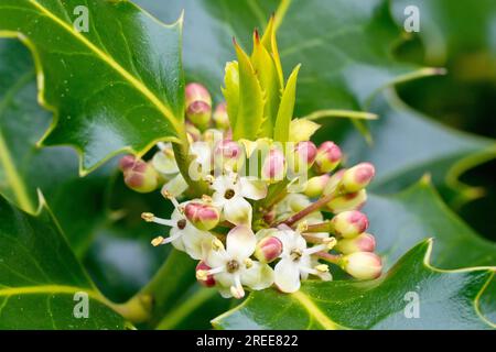 Holly (Ileex aquifolium), Nahaufnahme der kleinen weißen Blüten, die im Frühling auf dem Baum zwischen den glänzenden, glänzenden Blättern erscheinen. Stockfoto