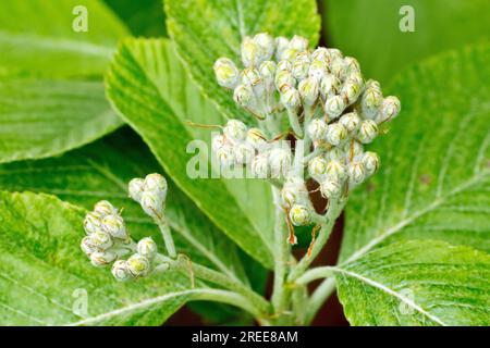 Weißbaum (sorbus aria), Nahaufnahme eines Blütenansatzes, der am Ende eines Zweigs wächst, der von den Blättern des Baumes umgeben ist. Stockfoto