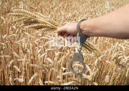 Die Hand eines Mannes in Handschellen mit Weizenohren, ein Konzept zum Thema Bestrafung für verdorbene Ernte Stockfoto