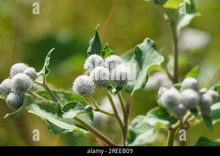 Spinnenähnliche, wolkenförmige Blumenköpfe der Filzklette Arctium tomentosum Stockfoto