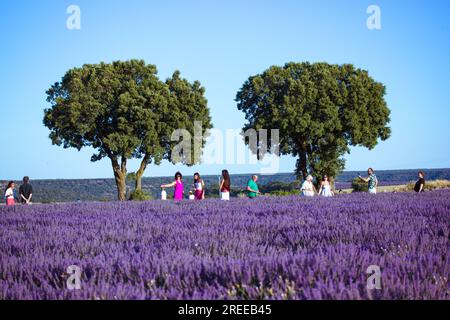 Brihuega, Spanien. 15. Juli 2023 Lavendelfelder blühen im Hochsommer. Viele lila Blumen auf der Wiese. Menschen, die in der Natur laufen. Erstaunliche Blüten Stockfoto