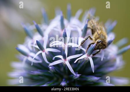 Köln, Deutschland. 27. Juli 2023. Eine Honigbiene sammelt Nektar auf der Blume einer Distel. Die Bienen nutzen eine kleine Pause im Regen, um zu Blumen zu fliegen. Kredit: Henning Kaiser/dpa/Alamy Live News Stockfoto