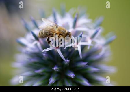 Köln, Deutschland. 27. Juli 2023. Eine Honigbiene sammelt Nektar auf der Blume einer Distel. Die Bienen nutzen eine kleine Pause im Regen, um zu Blumen zu fliegen. Kredit: Henning Kaiser/dpa/Alamy Live News Stockfoto