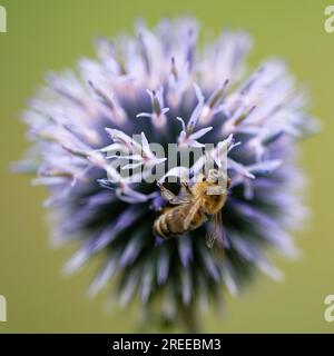Köln, Deutschland. 27. Juli 2023. Eine Honigbiene sammelt Nektar auf der Blume einer Distel. Die Bienen nutzen eine kleine Pause im Regen, um zu Blumen zu fliegen. Kredit: Henning Kaiser/dpa/Alamy Live News Stockfoto