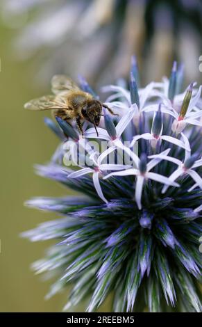 Köln, Deutschland. 27. Juli 2023. Eine Honigbiene sammelt Nektar auf der Blume einer Distel. Die Bienen nutzen eine kleine Pause im Regen, um zu Blumen zu fliegen. Kredit: Henning Kaiser/dpa/Alamy Live News Stockfoto