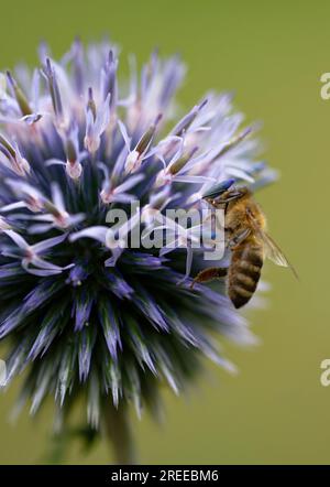 Köln, Deutschland. 27. Juli 2023. Eine Honigbiene sammelt Nektar auf der Blume einer Distel. Die Bienen nutzen eine kleine Pause im Regen, um zu Blumen zu fliegen. Kredit: Henning Kaiser/dpa/Alamy Live News Stockfoto