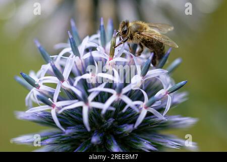 Köln, Deutschland. 27. Juli 2023. Eine Honigbiene sammelt Nektar auf der Blume einer Distel. Die Bienen nutzen eine kleine Pause im Regen, um zu Blumen zu fliegen. Kredit: Henning Kaiser/dpa/Alamy Live News Stockfoto