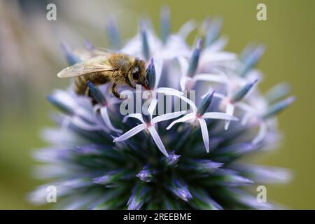 Köln, Deutschland. 27. Juli 2023. Eine Honigbiene sammelt Nektar auf der Blume einer Distel. Die Bienen nutzen eine kleine Pause im Regen, um zu Blumen zu fliegen. Kredit: Henning Kaiser/dpa/Alamy Live News Stockfoto