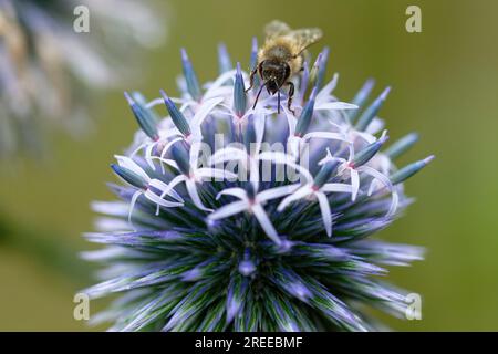 Köln, Deutschland. 27. Juli 2023. Eine Honigbiene sammelt Nektar auf der Blume einer Distel. Die Bienen nutzen eine kleine Pause im Regen, um zu Blumen zu fliegen. Kredit: Henning Kaiser/dpa/Alamy Live News Stockfoto