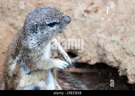 Das Cape Ground Eichhörnchen (Geosciurus inauris) sieht aus einem Loch im Boden Stockfoto