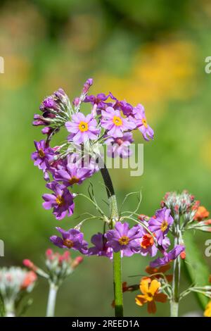 Nahaufnahme der blühenden Kerzenleuchter (primula bulleyana) Stockfoto