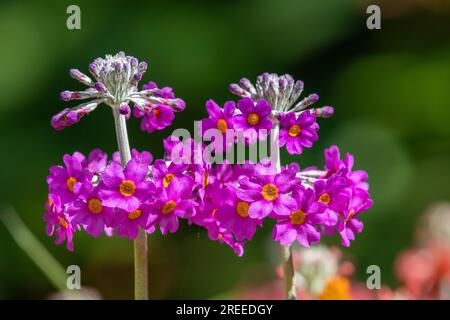 Nahaufnahme der blühenden Kerzenleuchter (primula bulleyana) Stockfoto