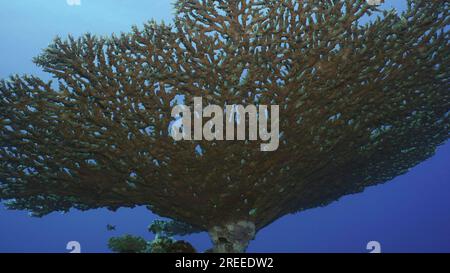 Textur und Details von Table Coral, Ansicht von unten. Die Kamera bewegt sich unter der Hard Table Coral (Akropora) tief in der Morgenzeit auf blauem Wasser Stockfoto