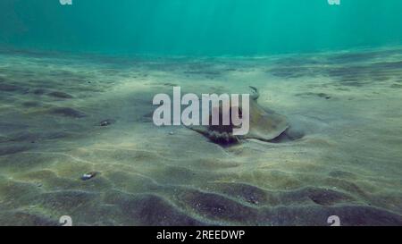 Vorderseite des Blue Flted Stingray oder Bluespotted Ribbontail Ray (Taeniura Lymma), der an einem hellen, sonnigen Tag Sand gräbt und im Surfbereich füttert Stockfoto
