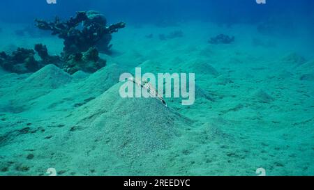 Sandperche auf sandigem Boden. Gesprenkelter Sandbarsch oder Schwarzschwanzgrubber (Parapercis hexophtalma) liegt auf hügeligem Sand und Meeresboden in der Tiefe, rotes Meer, Ägypten Stockfoto