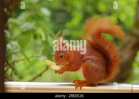 Eurasisches rotes Eichhörnchen (Sciurus vulgaris), sitzt auf dem Balkongeländer und isst ein Stück Apfel, Tierporträt, Nordrhein-Westfalen, Deutschland Stockfoto