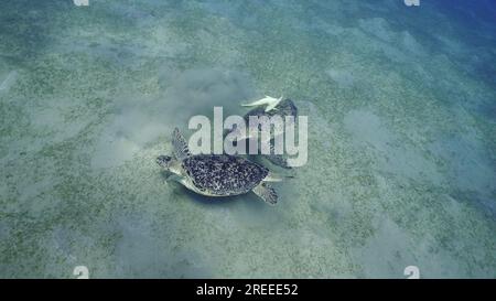 Zwei Männer der Großen Grünen Meeresschildkröte (Chelonia mydas) mit Remorafish auf ihrem Panzer, die ihre Dominanz während des territorialen Streits auf Seegras demonstrierten Stockfoto