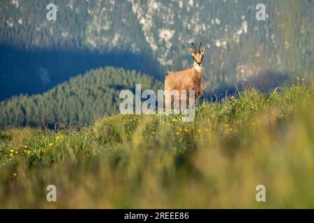 Chamois (Rupicapra rupicapra) in freier Wildbahn im Berchtesgaden-Nationalpark, Bayern Stockfoto