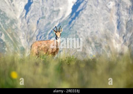 Chamois (Rupicapra rupicapra) in freier Wildbahn im Berchtesgaden-Nationalpark, Bayern Stockfoto