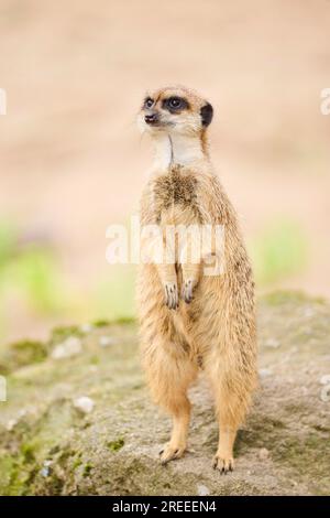 Meerkat (Suricata suricatta) auf den Hinterfüßen, Bayern, Deutschland Europa Stockfoto