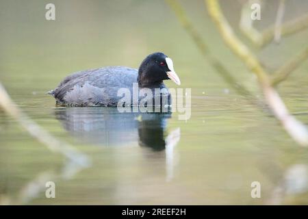 Eurasische Muschi (Fulica atra), die in einem See schwimmt, Bayern, Deutschland Stockfoto