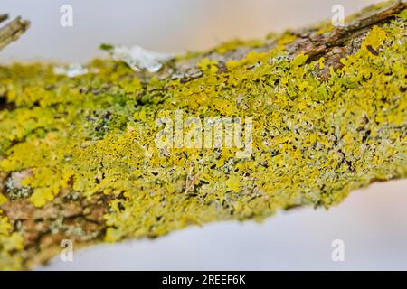 Detaildarstellung der Lichen, die an der Rinde einer Crack-Weide (Salix fragilis), Oberpfalz, Bayern, Deutschland, wachsen Stockfoto