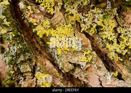 Detaildarstellung der Lichen, die an der Rinde einer Crack-Weide (Salix fragilis), Oberpfalz, Bayern, Deutschland, wachsen Stockfoto