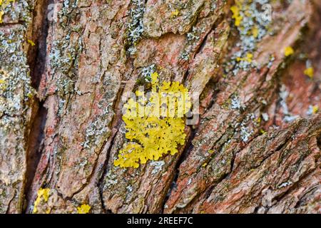 Detaildarstellung der Lichen, die an der Rinde einer Crack-Weide (Salix fragilis), Oberpfalz, Bayern, Deutschland, wachsen Stockfoto