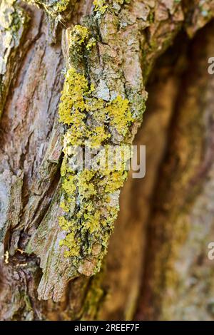 Detaildarstellung der Lichen, die an der Rinde einer Crack-Weide (Salix fragilis), Oberpfalz, Bayern, Deutschland, wachsen Stockfoto