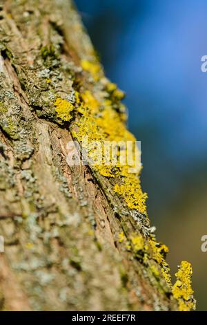 Detaildarstellung der Lichen, die an der Rinde einer Crack-Weide (Salix fragilis), Oberpfalz, Bayern, Deutschland, wachsen Stockfoto