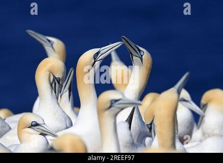 Ein paar Northern Gannets, Bonaventure Island, Quebec, Kanada Stockfoto