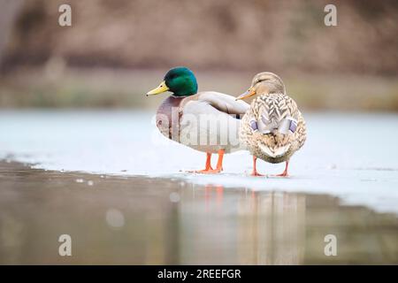 Wilde Ente (Anas platyrhynchos), Paar, das auf einem gefrorenen See spaziert, Bayern, Deutschland Europa Stockfoto