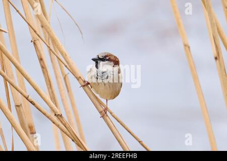 Hausspatz (Passer domesticus) auf einem Schilf, Bayern, Deutschland, Europa Stockfoto