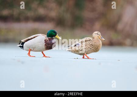 Wilde Ente (Anas platyrhynchos), Paar, das auf einem gefrorenen See spaziert, Bayern, Deutschland Europa Stockfoto