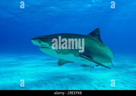 Tigerhai (Galeocerdo cuvier) mit Angelhaken im Maul, Tigerstrand, Atlantik, Bahamas Stockfoto