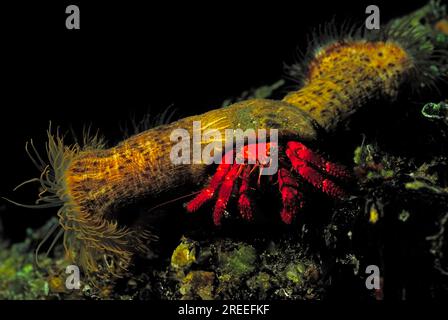 Rote Einsiedlerkrebse (Dardanus arrosor) mit parasitären Anemonen, Ponza, Italien, Mittelmeer Stockfoto