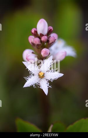 Moorbohne (Menyanthes trifoliata), Blüte von oben in Nahaufnahme und Knospen, Nordrhein-Westfalen, Deutschland Stockfoto