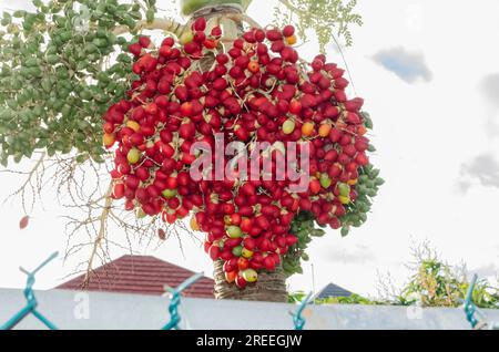 Nahaufnahme Der Adonidia Merrillii Palmenfrüchte Stockfoto