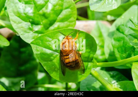 Zimmermannsbiene Auf Malabarspinat Stockfoto