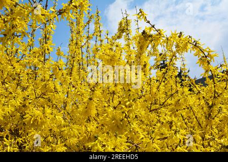 Forsythia-Busch blüht im Frühling in der Natur. Stockfoto