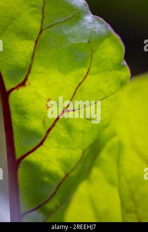 Nahaufnahme, Rote Bete (Beta), Ternitz, Niederösterreich, Österreich Stockfoto