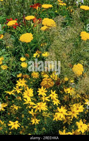 Gelber Schafgarn (Achillea filipendulina), Goldgarn, Weidenblättrige Gänseblümchen (Buphthalmum salicifolium) und geflügelte Zeckensaat (Buphthalmum salicifolium) Stockfoto