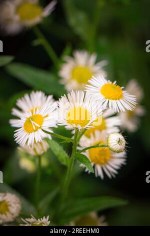 Daisy fleaban (Erigeron annuus), weiß, Blumen Nahaufnahme, Ternitz, Niederösterreich, Österreich Stockfoto