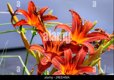 Orangefarbene Tageslilien (Hemerocallis fulva), Allgaeu, Bayern, Deutschland Stockfoto