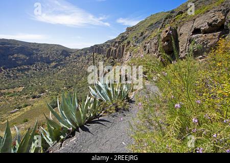 Camino Real oder King's Path in der Caldera de Bandama im Bandama Naturpark oder Monumento Natural de Bandama, Provinz Las Palmas, Gran Canaria Stockfoto