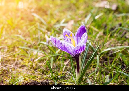Ein lila Frühlingskrokus auf einer Wiese Stockfoto
