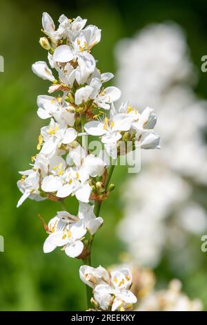 Nahaufnahme einer blühenden Libertia Grandiflora Stockfoto