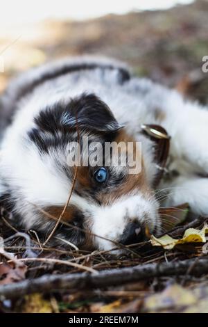 Ein wunderschöner junger männlicher Blue Merle Australian Shepherd Welpe liegt im Herbst. Stockfoto