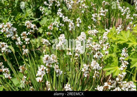 Nahaufnahme der blühenden Libertia grandiflora Stockfoto